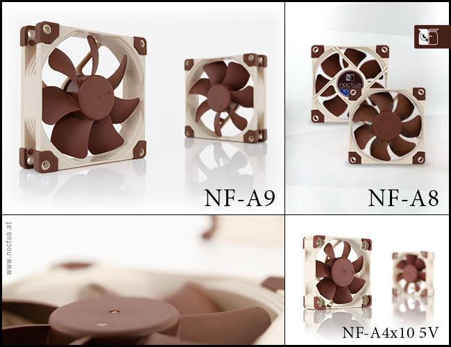 Noctua-02