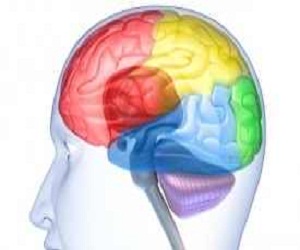google-brain-600-275x171