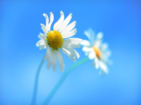 windows8-wallpaper