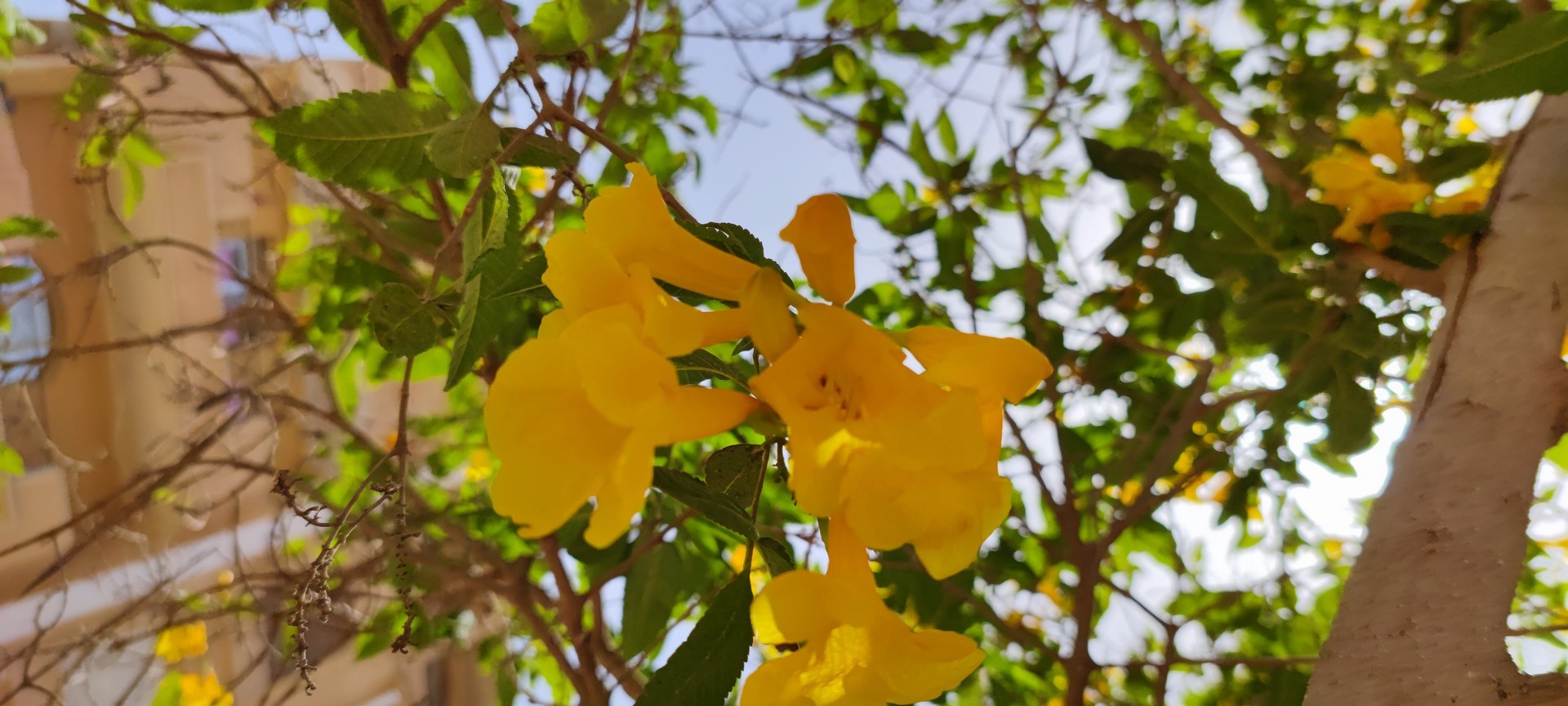 مراجعة هاتف شاومي Mi 11