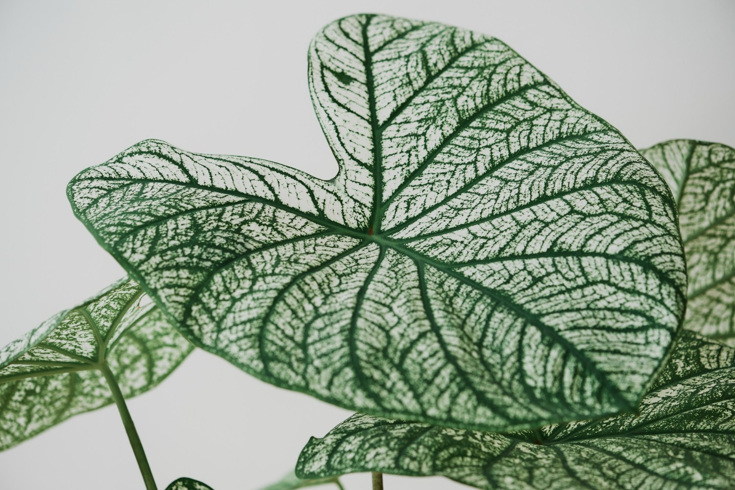 ما هو نبات Alocasia الأفريقي؟