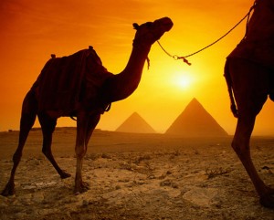 offerna.com اول مشروع للتجارة الالكترونية فى مصر